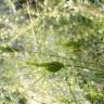 Fotografia 3 da espécie Aegilops triuncialis do Jardim Botânico UTAD