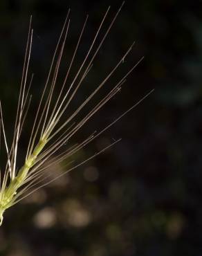 Fotografia 4 da espécie Aegilops triuncialis no Jardim Botânico UTAD