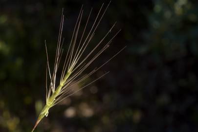 Fotografia da espécie Aegilops triuncialis