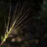 Fotografia 4 da espécie Aegilops triuncialis do Jardim Botânico UTAD