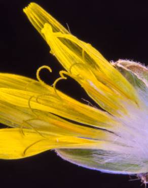 Fotografia 7 da espécie Chondrilla juncea no Jardim Botânico UTAD