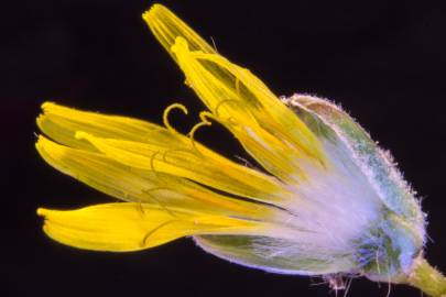 Fotografia da espécie Chondrilla juncea