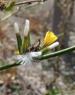 Fotografia 1 da espécie Chondrilla juncea no Jardim Botânico UTAD