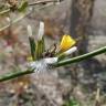 Fotografia 1 da espécie Chondrilla juncea do Jardim Botânico UTAD