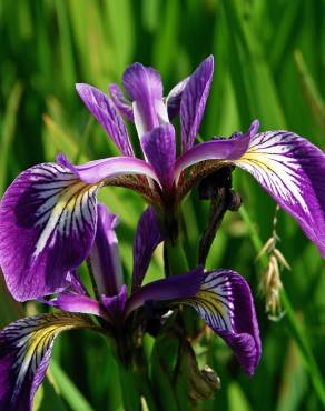 Fotografia 3 da espécie Iris foetidissima no Jardim Botânico UTAD