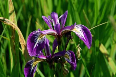 Fotografia da espécie Iris foetidissima