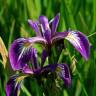 Fotografia 3 da espécie Iris foetidissima do Jardim Botânico UTAD