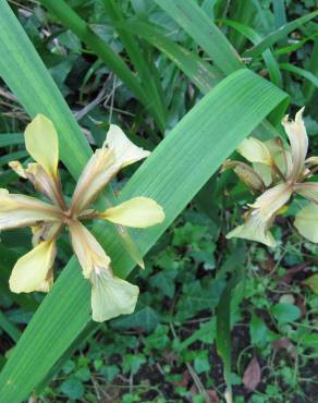 Fotografia 4 da espécie Iris foetidissima no Jardim Botânico UTAD
