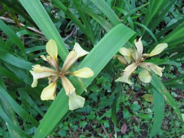 Fotografia da espécie Iris foetidissima