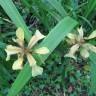 Fotografia 4 da espécie Iris foetidissima do Jardim Botânico UTAD
