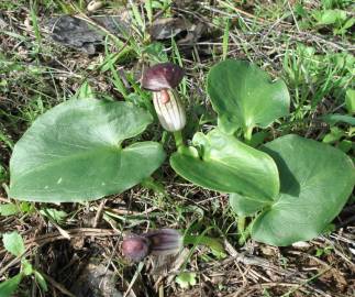 Fotografia da espécie Arisarum simorrhinum