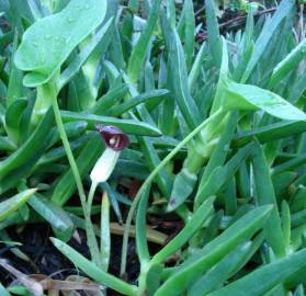 Fotografia da espécie Arisarum simorrhinum