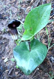 Fotografia da espécie Arisarum simorrhinum