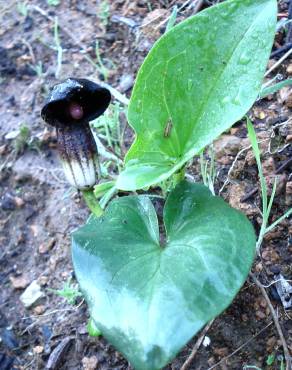 Fotografia 4 da espécie Arisarum simorrhinum no Jardim Botânico UTAD