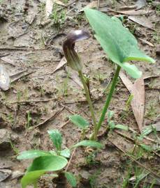 Fotografia da espécie Arisarum simorrhinum