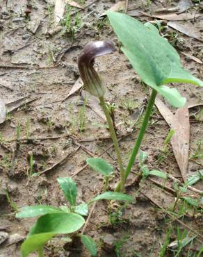 Fotografia 5 da espécie Arisarum simorrhinum no Jardim Botânico UTAD