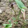 Fotografia 5 da espécie Arisarum simorrhinum do Jardim Botânico UTAD