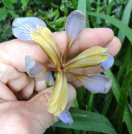 Fotografia da espécie Iris foetidissima