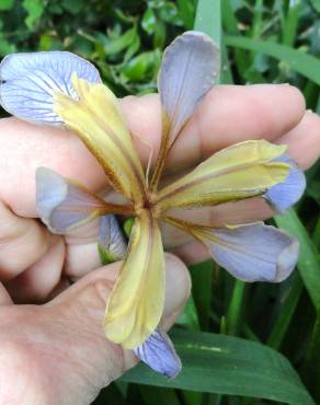 Fotografia 5 da espécie Iris foetidissima no Jardim Botânico UTAD