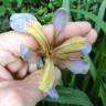 Fotografia 5 da espécie Iris foetidissima do Jardim Botânico UTAD