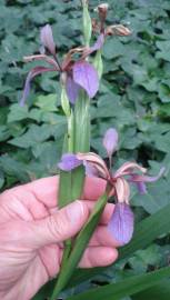 Fotografia da espécie Iris foetidissima