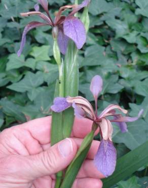 Fotografia 6 da espécie Iris foetidissima no Jardim Botânico UTAD