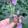 Fotografia 6 da espécie Iris foetidissima do Jardim Botânico UTAD