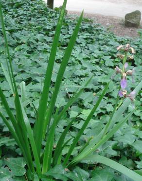 Fotografia 7 da espécie Iris foetidissima no Jardim Botânico UTAD