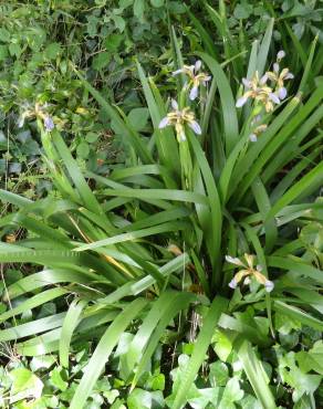 Fotografia 8 da espécie Iris foetidissima no Jardim Botânico UTAD