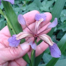 Fotografia da espécie Iris foetidissima