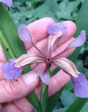 Fotografia 9 da espécie Iris foetidissima no Jardim Botânico UTAD