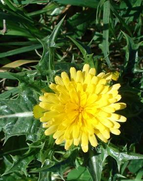 Fotografia 3 da espécie Scolymus hispanicus no Jardim Botânico UTAD