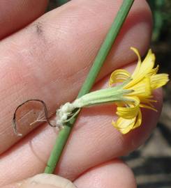 Fotografia da espécie Chondrilla juncea