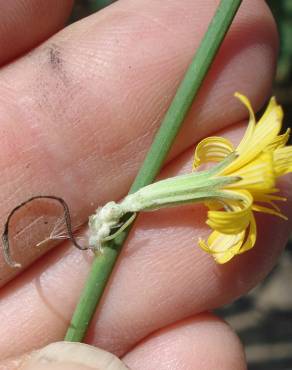 Fotografia 11 da espécie Chondrilla juncea no Jardim Botânico UTAD