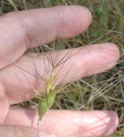 Fotografia da espécie Aegilops geniculata