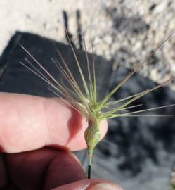 Fotografia da espécie Aegilops geniculata