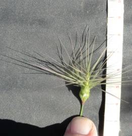 Fotografia da espécie Aegilops geniculata