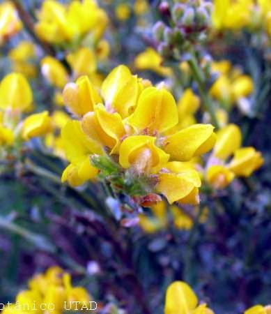 Fotografia de capa Pterospartum tridentatum subesp. lasianthum - do Jardim Botânico