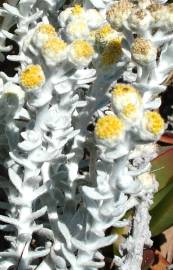 Fotografia da espécie Otanthus maritimus