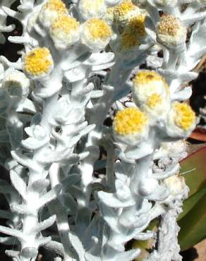 Fotografia 5 da espécie Otanthus maritimus no Jardim Botânico UTAD