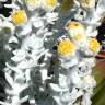 Fotografia 5 da espécie Otanthus maritimus do Jardim Botânico UTAD