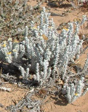 Fotografia 6 da espécie Otanthus maritimus no Jardim Botânico UTAD