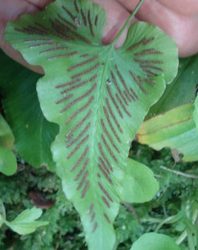 Fotografia de capa Asplenium hemionitis - do Jardim Botânico