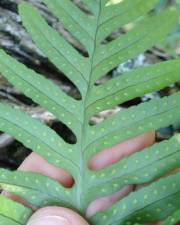 Fotografia da espécie Polypodium cambricum