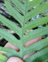 Polypodium cambricum subesp. cambricum