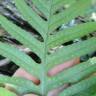 Fotografia 1 da espécie Polypodium cambricum subesp. cambricum do Jardim Botânico UTAD