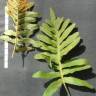 Fotografia 2 da espécie Polypodium cambricum subesp. cambricum do Jardim Botânico UTAD
