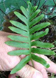 Fotografia da espécie Polypodium cambricum subesp. cambricum