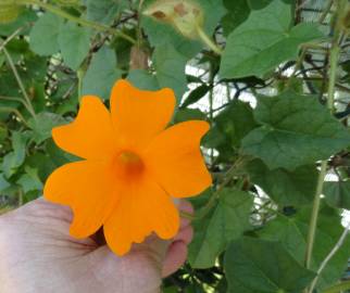 Fotografia da espécie Thunbergia gregorii