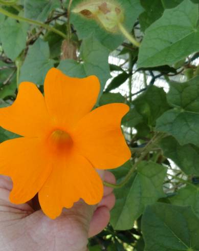 Fotografia de capa Thunbergia gregorii - do Jardim Botânico